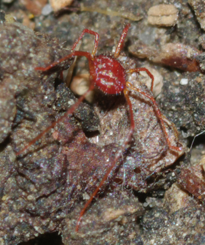 Acaro 1: Erythraeidae